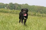 DOGUE ALLEMAND 523